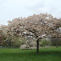 Prunus serrulata 'Albo Rosea' (2)